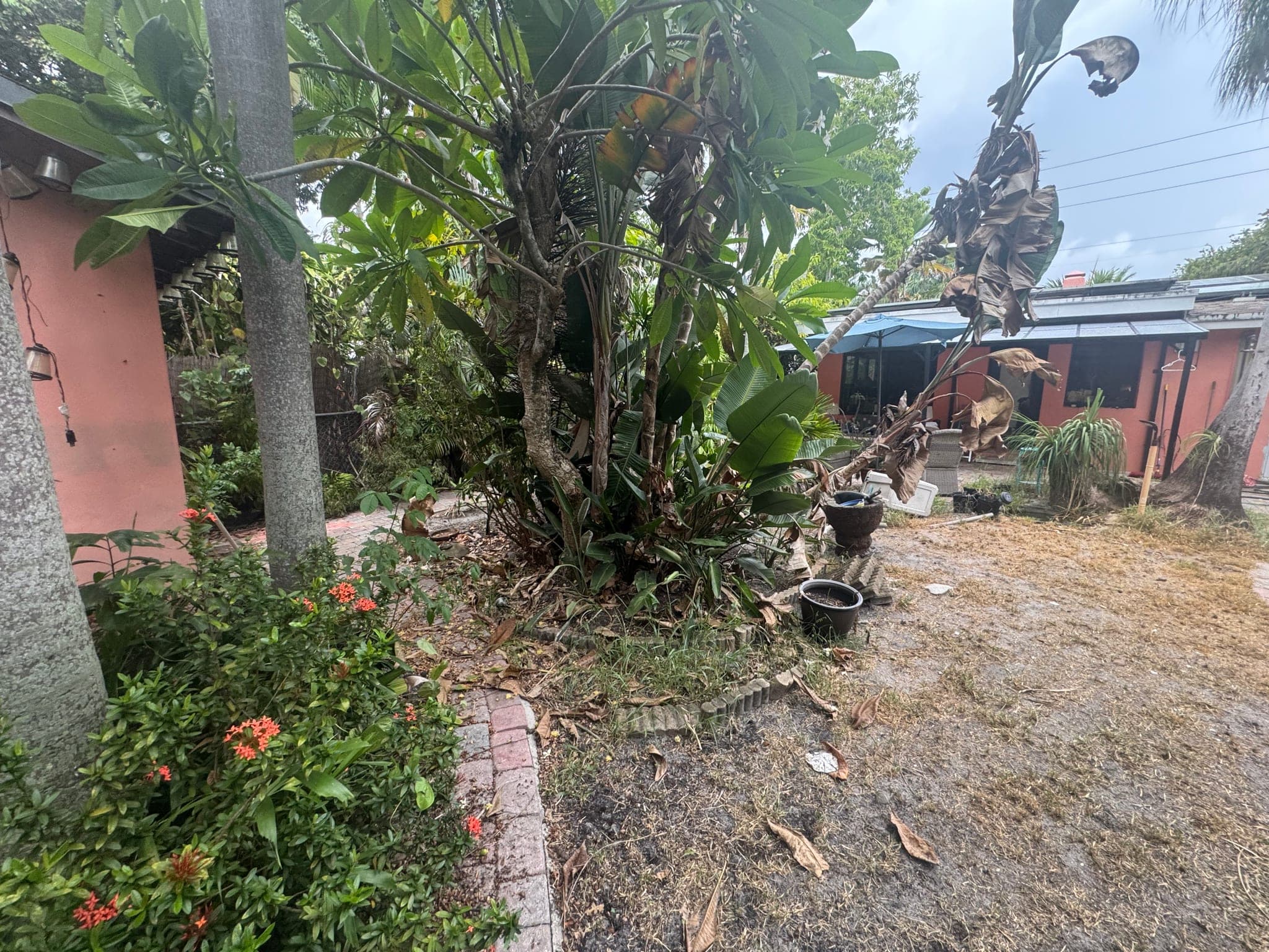 Overgrown corner of the yard with sunken brick path, before