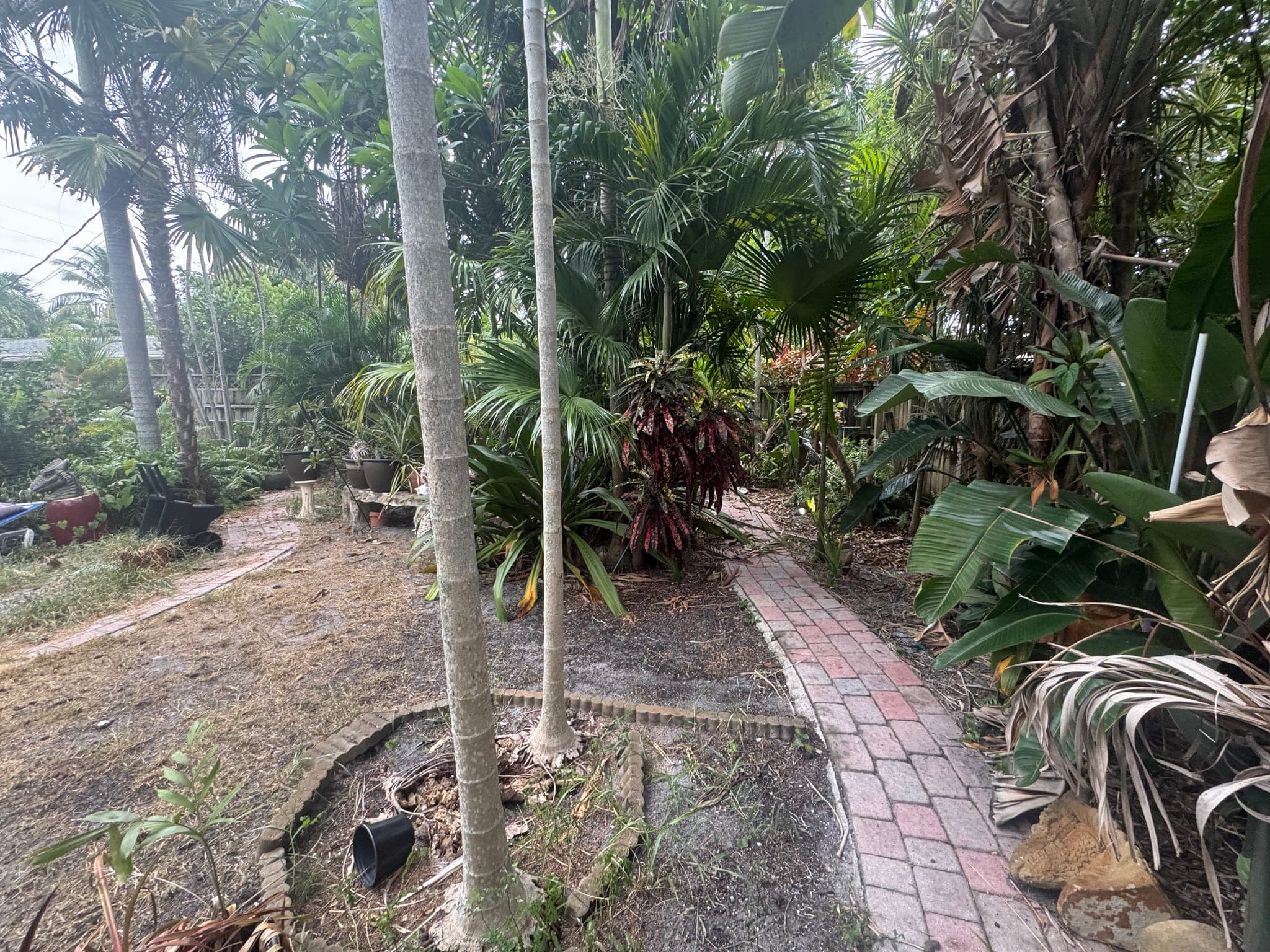 Brick path under palms, overgrown and uneven, before