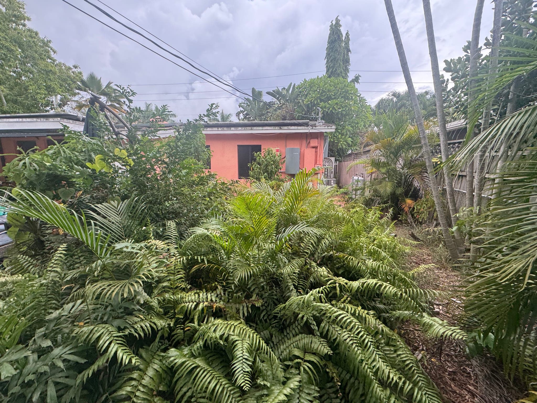 Back of the house hidden behind overgrown plants, before