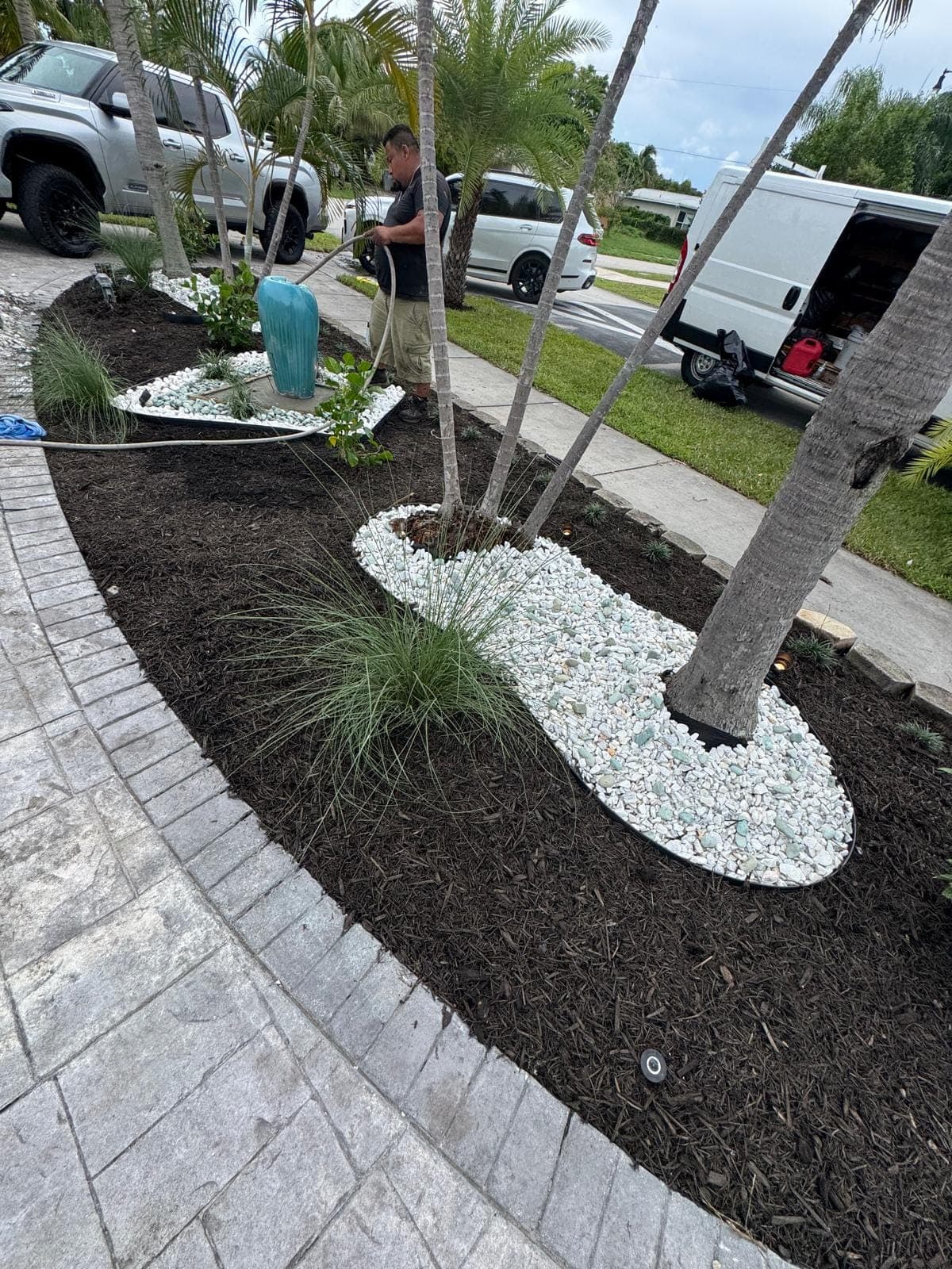 Palms planted in a mulched bed with rock edging