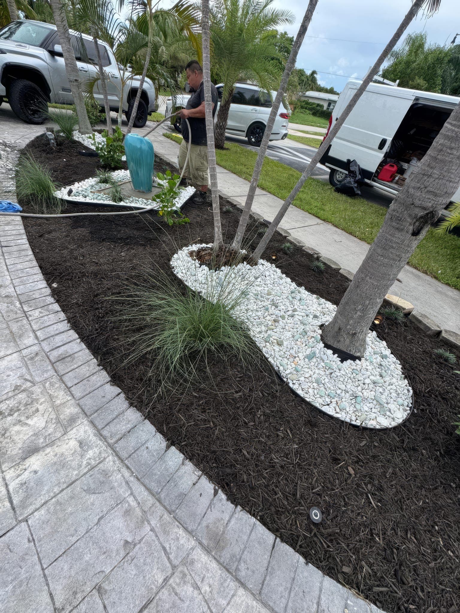 Palms planted in a mulched bed with rock edging