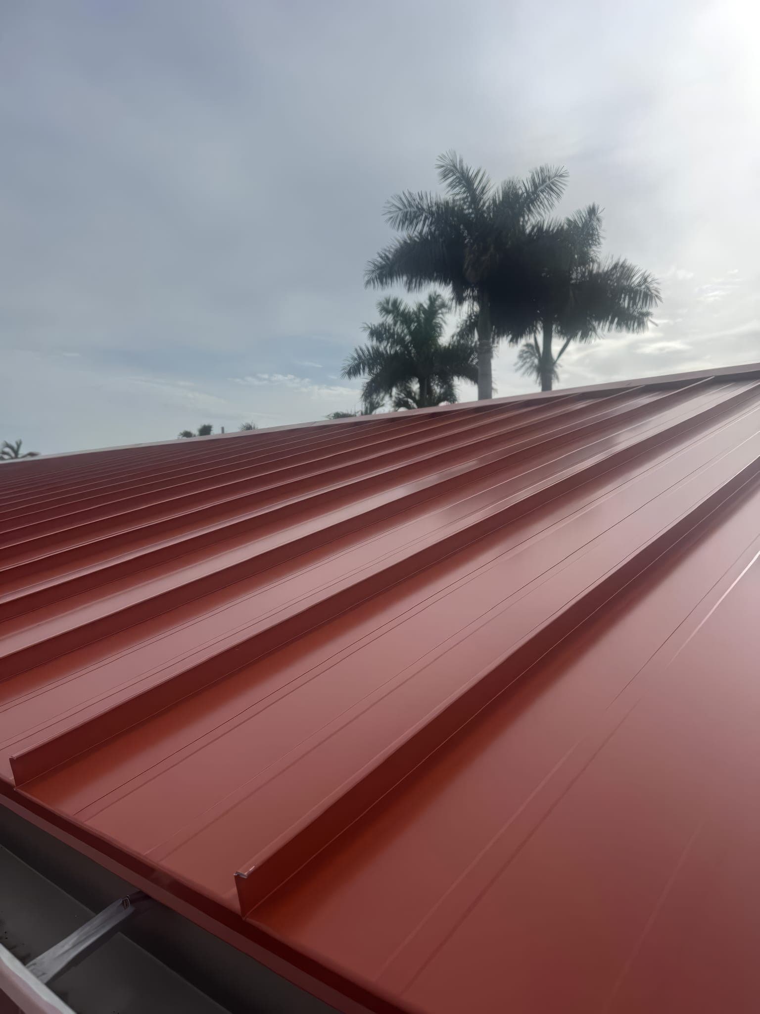Standing seam ribs on the new red metal roof with a palm behind